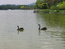 В конце озера случайно увидел пару черных лебедей и смог по достоинству оценить их красоту.Правда не понял - дикие ли?